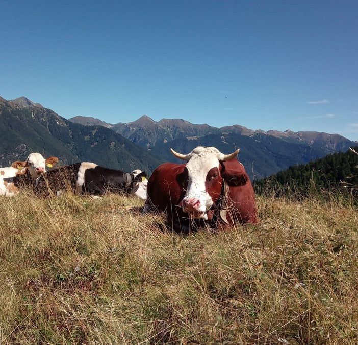 Il comitato allevatori del Vco entra nel coordinamento nazionale Conapi