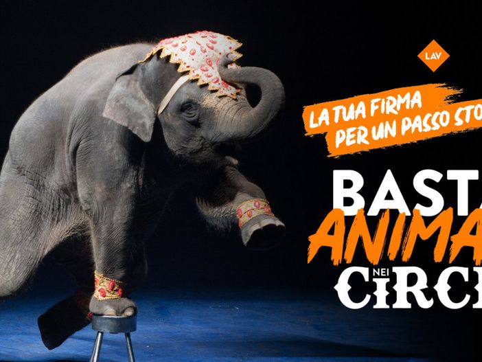 Stop agli animali nei circhi: anche nel Vco i tavoli per firmare la petizione