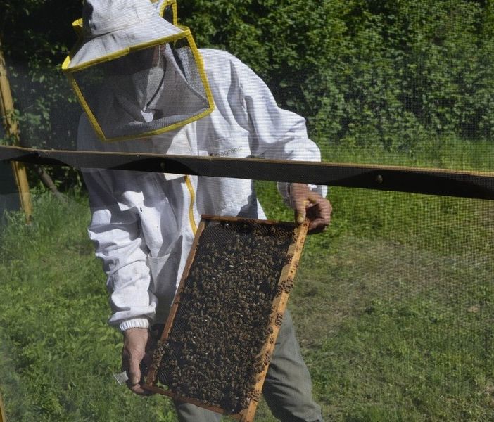 Cia Agricoltori Piemonte: &quot;La Regione riveda la suddivisione dei fondi per l'apicoltura&quot;