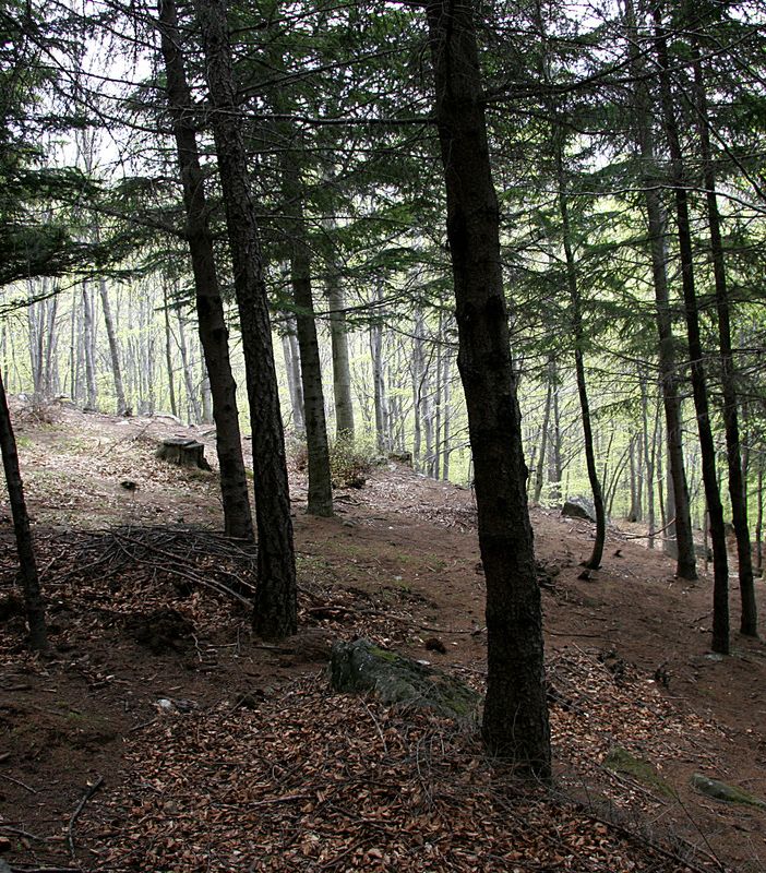Una legge regionale per il settore forestale