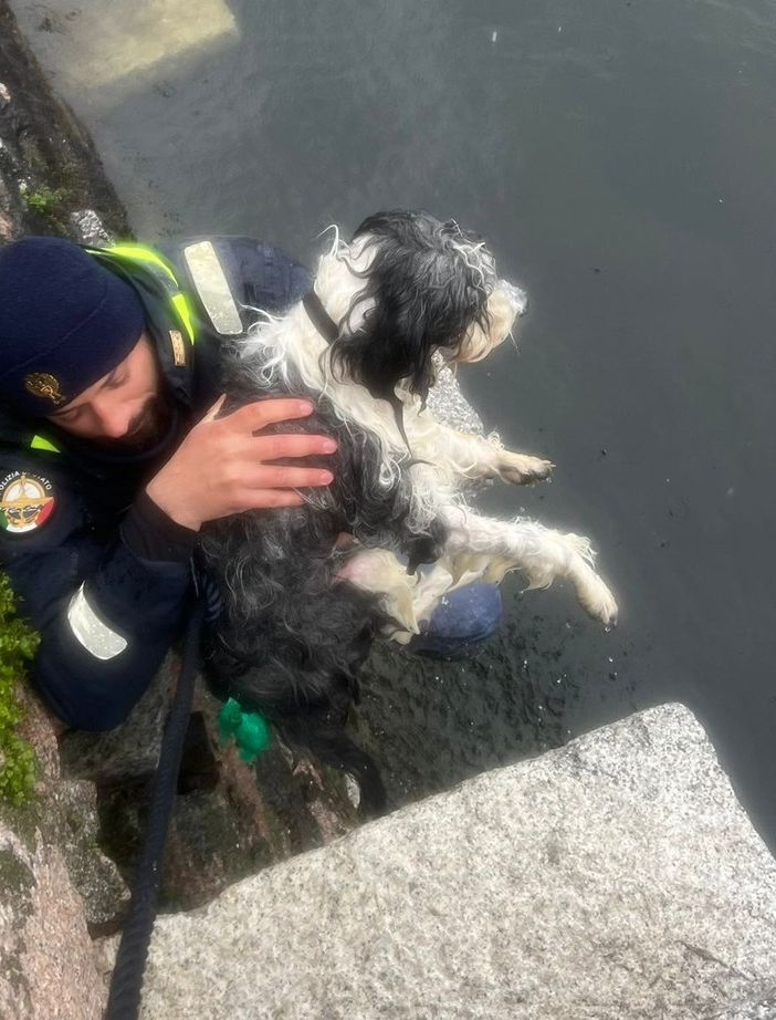 Cane scivola nel lago a Intra: portato in salvo dalla polizia