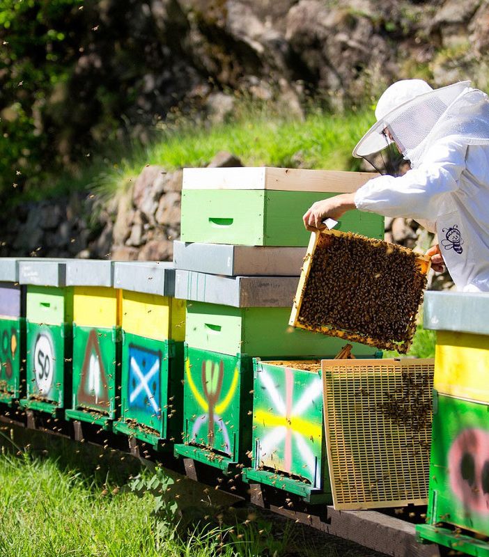 Estate senza miele: produzione crollata del 90%
