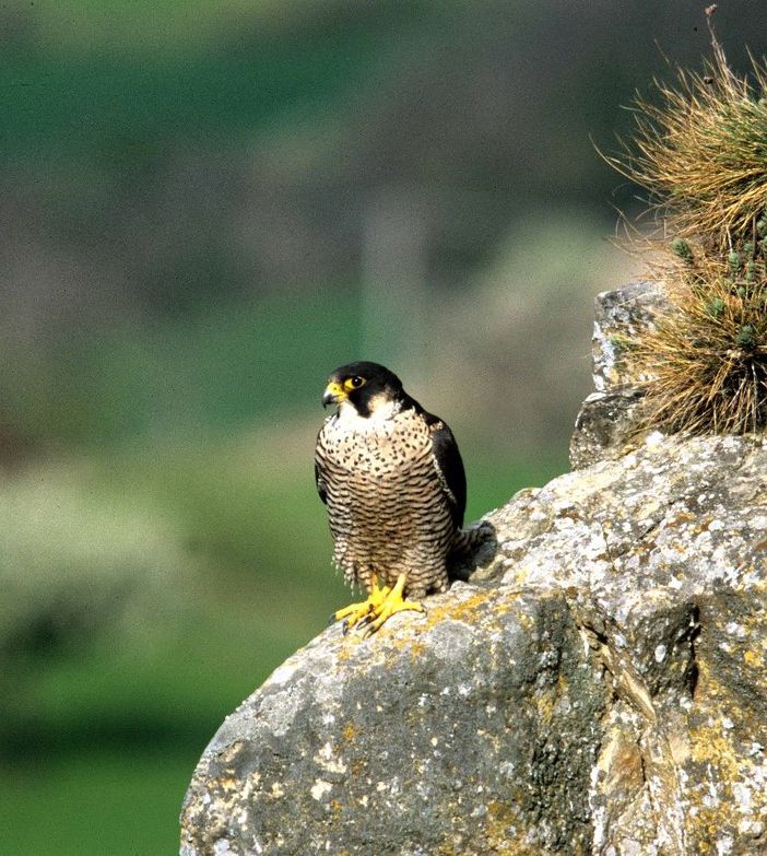 Parco Val Grande, serata divulgativa sul falco pellegrino e l'aquila reale