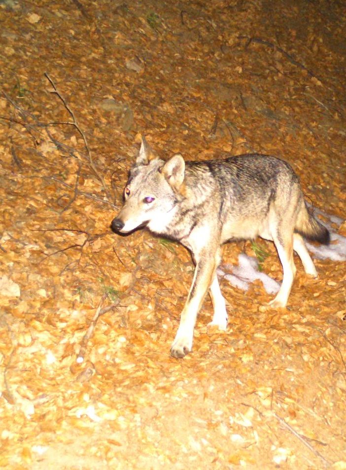 “Studi recenti confermano la necessità di consentire l’abbattimento selettivo dei lupi che uccidono animali d’allevamento”