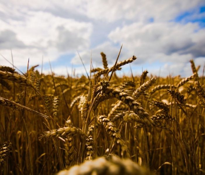 &quot;Prezzo del pane in aumento, serve etichetta d’origine&quot;