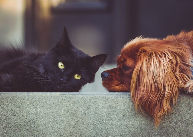 Anche a Verbania l'Ambulatorio veterinario sociale