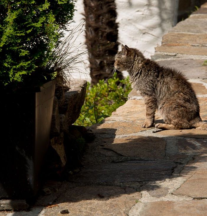 Al Palasport di Verbania esposizione felina