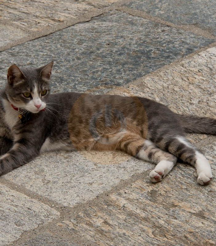 Stresa, Lav fa chiarezza sulle sterilizzazioni della colonia felina