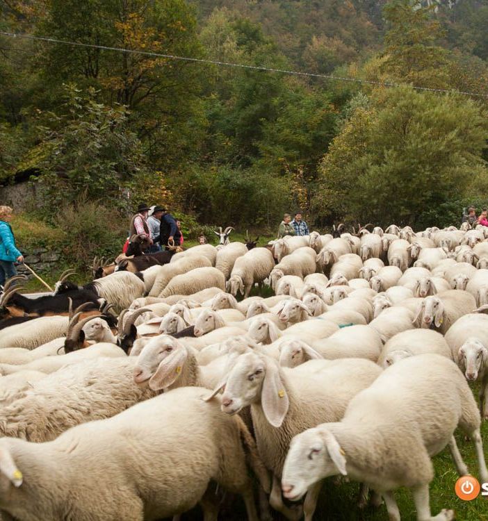 Licenziata la proposta di legge regionale su alpeggi e transumanza