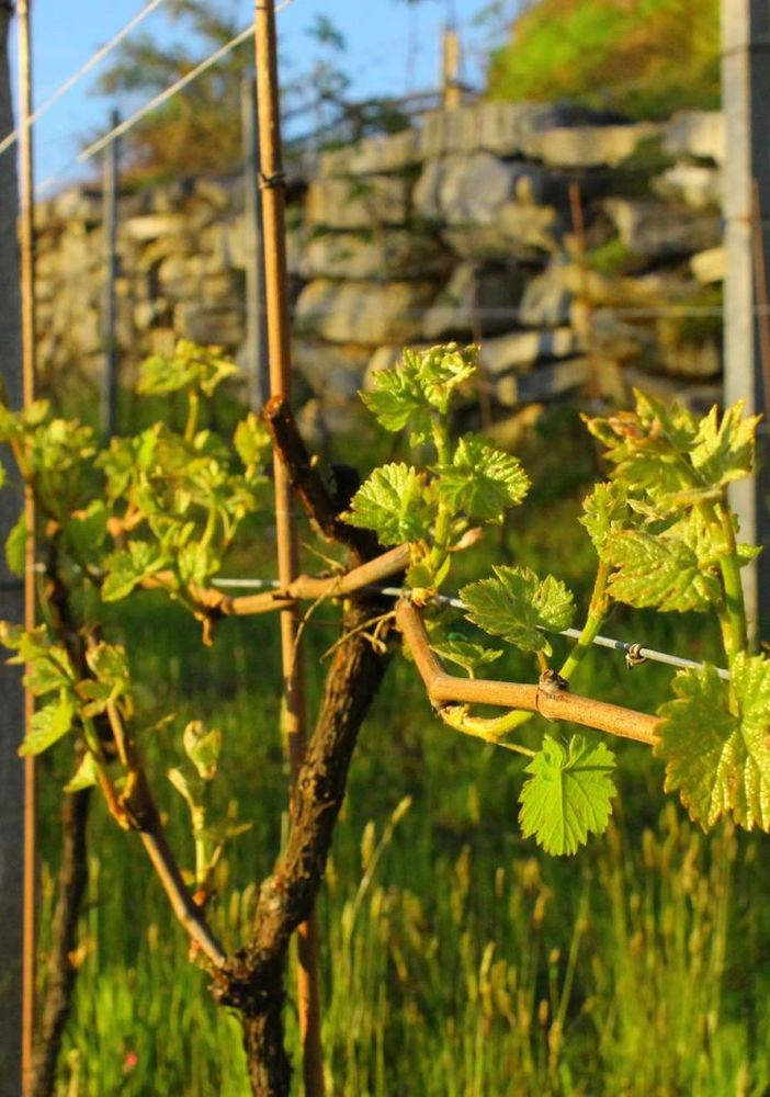 Il GAL incontra le aziende agricole, trasformatori alimentari e imprese turistiche