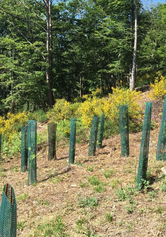 Le scuole del Vco celebrano la Giornata nazionale degli alberi