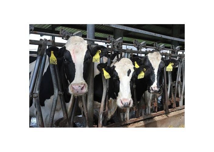 Riduzione emissioni di ammoniaca in agricoltura, il consiglio regionale approva la delibera