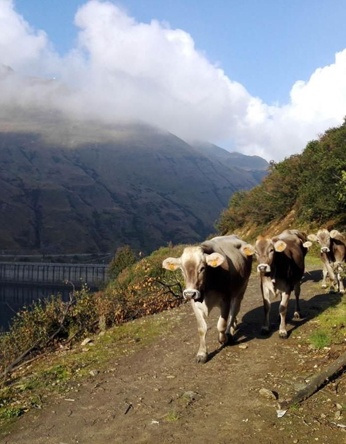 Valorizzazione alpeggi e sostegno finanziario per i pastori piemontesi