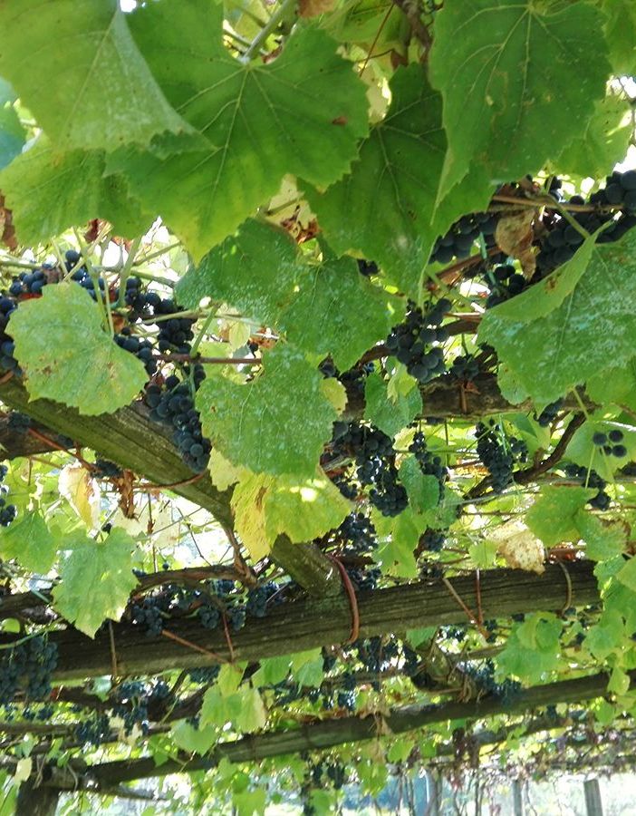 Vendemmia 2023 a 8 stelle: Piemonte seconda regione con un fatturato vino di 1.362 milioni di euro