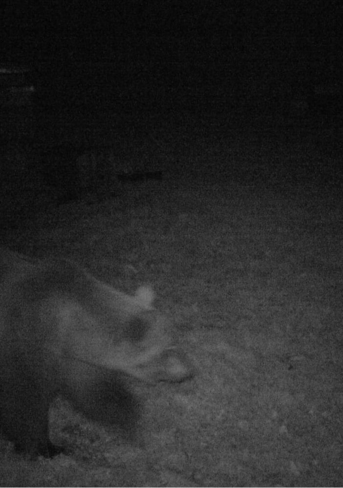 Orso avvistato sopra Masera