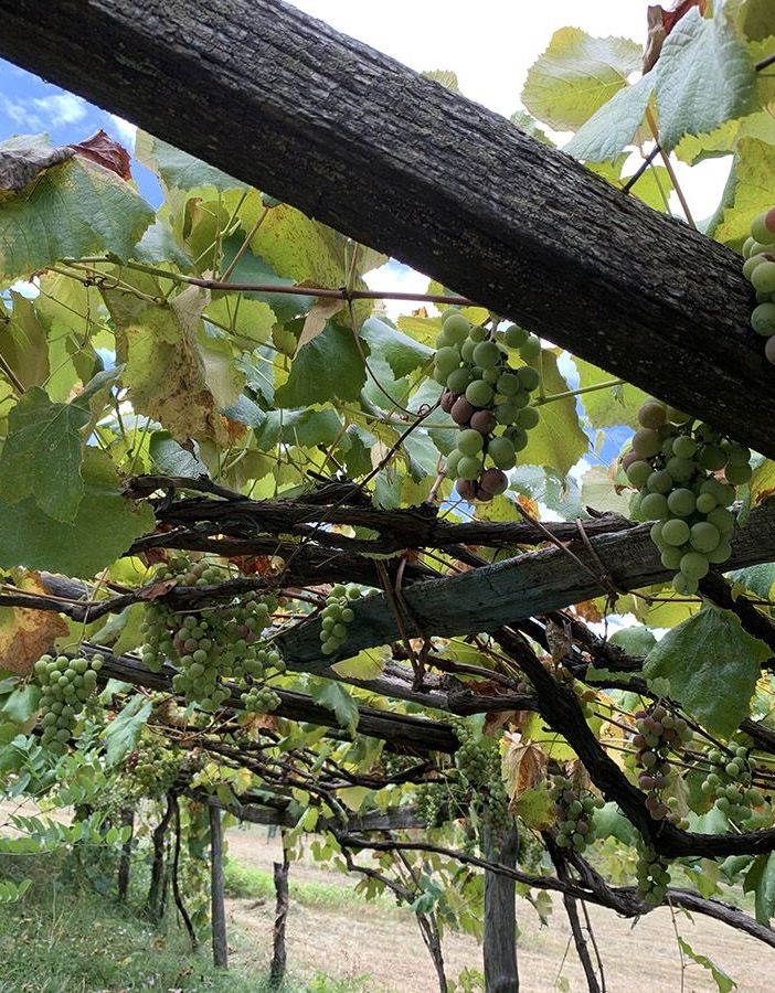 Vendemmia, la soddisfazione di Coldiretti Piemonte: &quot;Garantita la qualità nonostante il clima pazzo&quot;