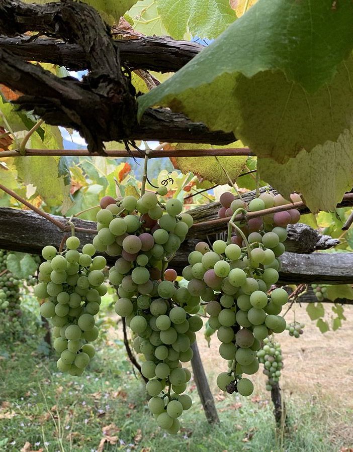 Regione, contrasto della flavescenza dorata della vite: pubblicate le misure obbligatorie