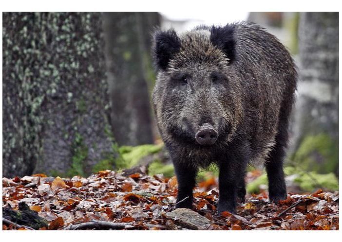 Peste suina in Piemonte: “Un commissario straordinario per la fauna selvatica”