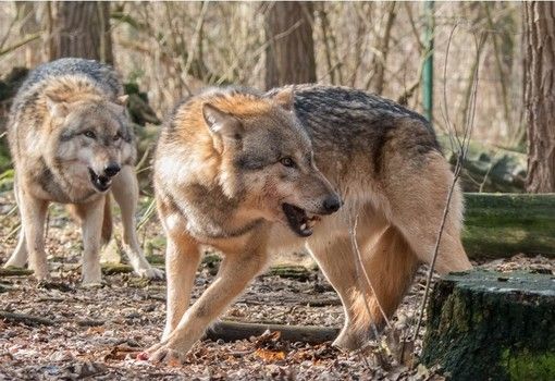 Aperto il bando a sostegno degli allevatori piemontesi per il risarcimento dei danni da predazione dei lupi