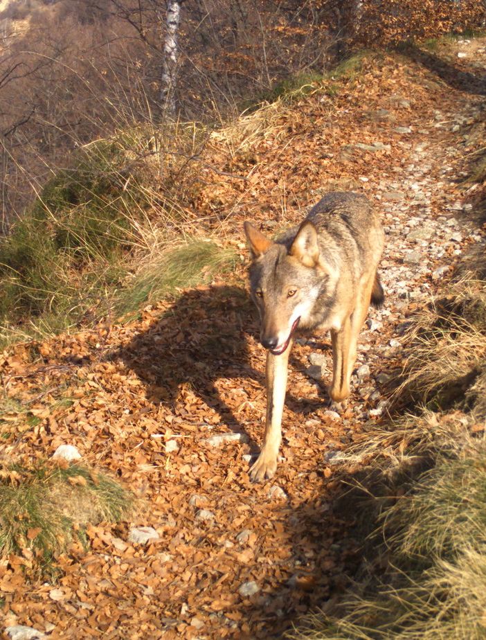 Nuove predazioni del lupo in Valle Vigezzo: vittime alcuni vitelli all'alpe Soglio
