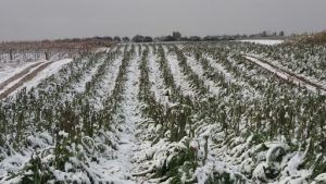 Coldiretti: &quot;L'arrivo della neve è importante, ma non può risolvere tutti i problemi&quot;