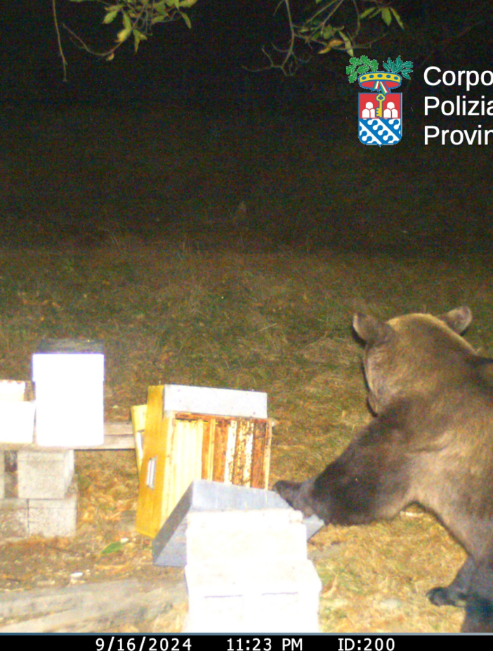 Confermata la presenza dell'orso bruno nel Parco Nazionale Val Grande: il monitoraggio prosegue