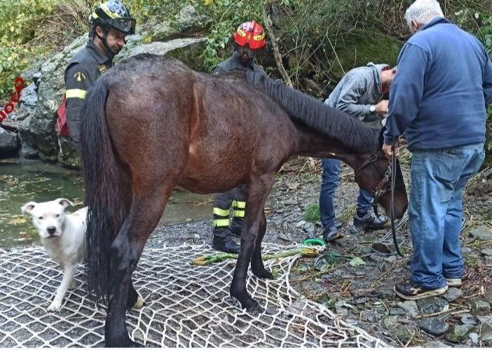 Puledro salvato da un elicottero dei vigili del fuoco dopo un volo di 100 metri   VIDEO