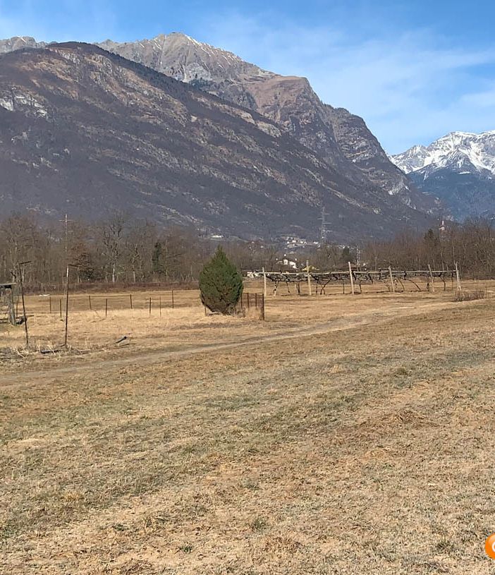 Il Piemonte chiede lo stato di calamità per siccità, Cirio: “Aiutiamo le produzioni agricole” VIDEO