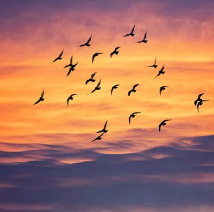 Giornata Mondiale: si celebra il legame tra natura e cultura attraverso la migrazione degli uccelli