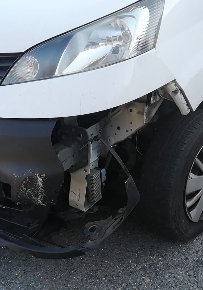 Cervo investito a Bieno, nell'incidente coinvolti un'auto e un furgone