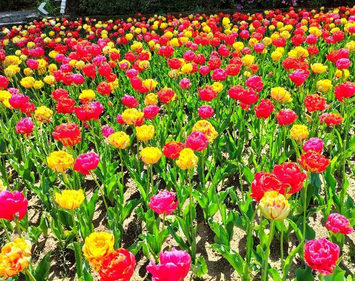Verbania accoglie la primavera con la Festa delle Bulbose