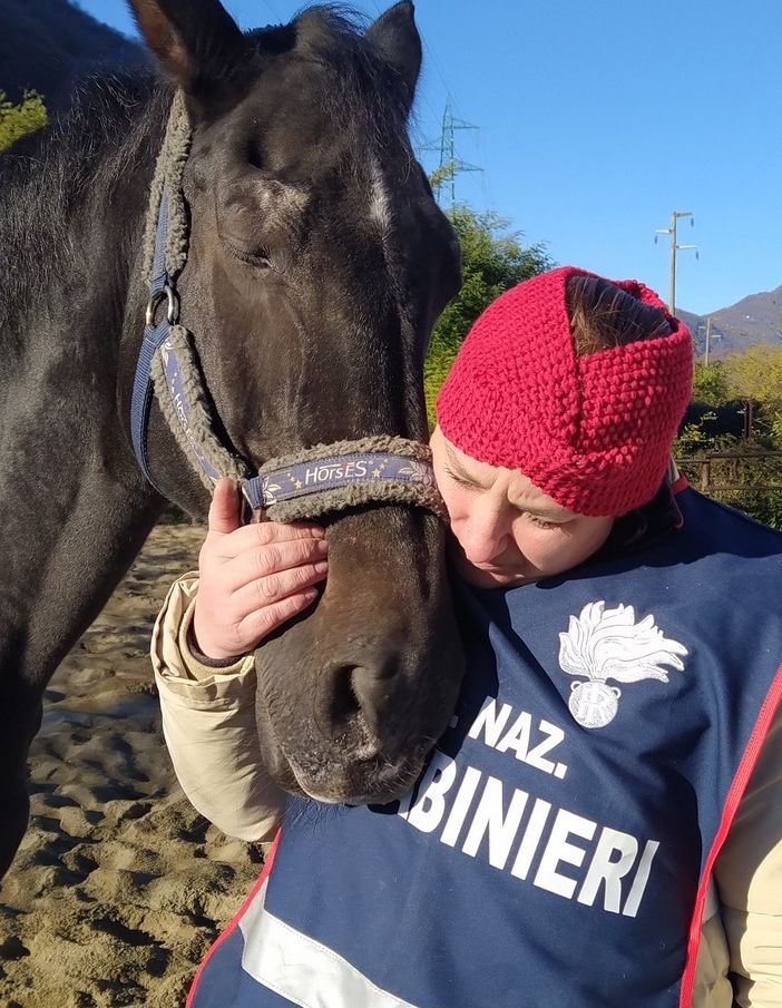 I cavalli dei Carabinieri in congedo aiutano i bambini con disabilità