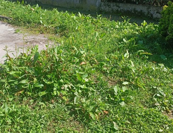 Lamentele dei cittadini per la cura delle aiuole a Cireggio