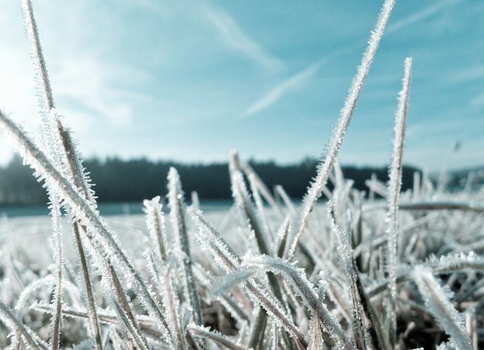 Raccolti distrutti dalle gelate, gli agricoltori piemontesi chiedono lo stato di calamità naturale