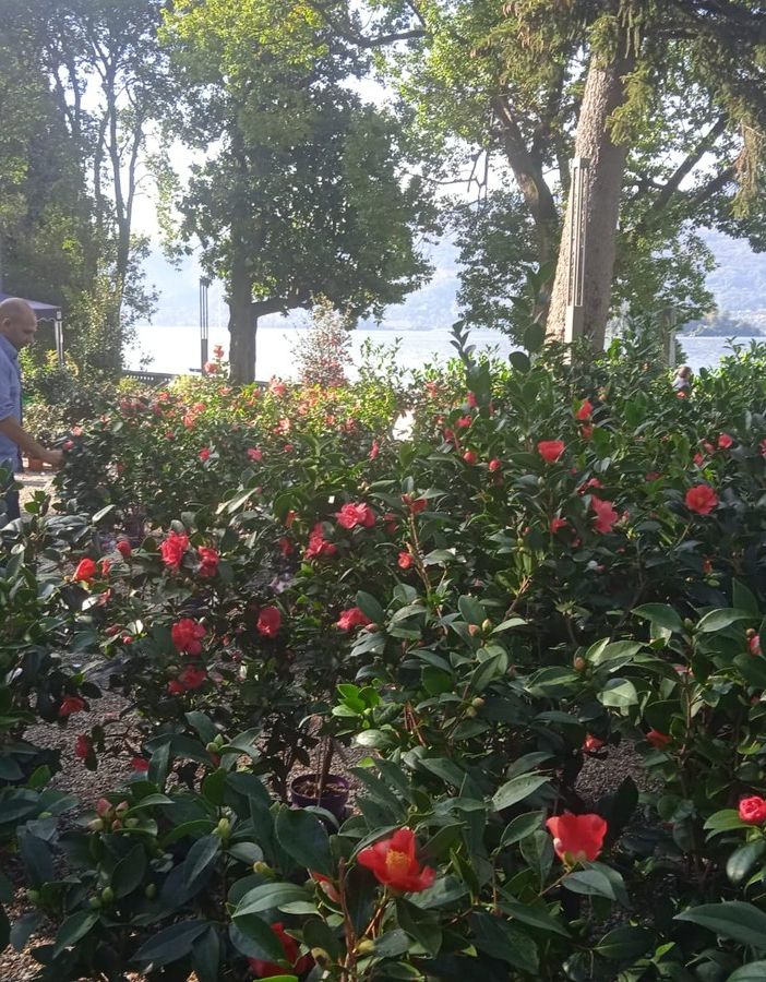 Stop alla Mostra della camelia, Cristina: &quot;Amministrare con ripicche politiche non porta da nessuna parte&quot;