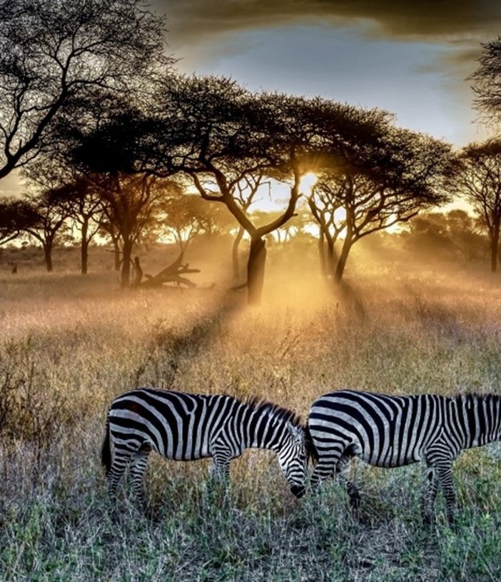 Esplorando il parco nazionale del Serengeti: Una meraviglia naturale