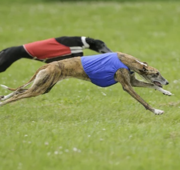 Greyhound Racing - Come scommettere sui levrieri?