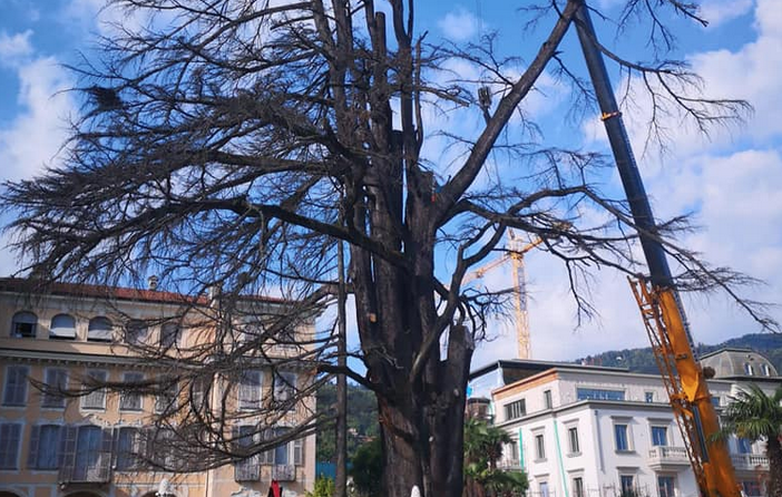 Stresa, addio al secolare cedro di villa Ducale