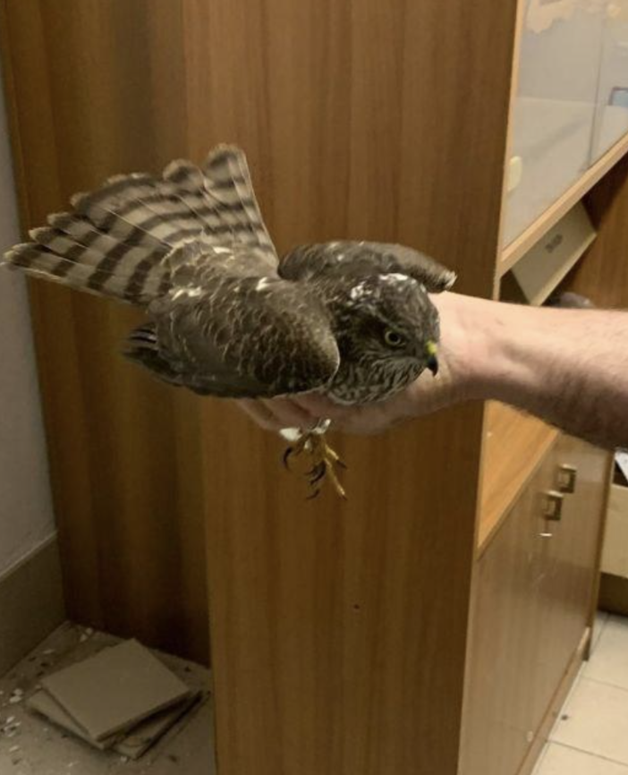 Rapace bloccato tra le vetrate del centro commerciale, salvato dai Vigili del fuoco