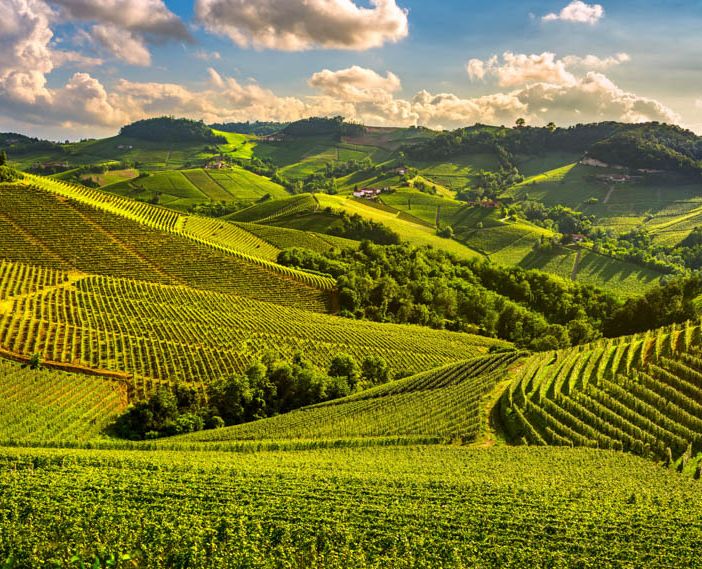 Sul Lago Maggiore prima edizione dell'evento dedicato ai vini vegani