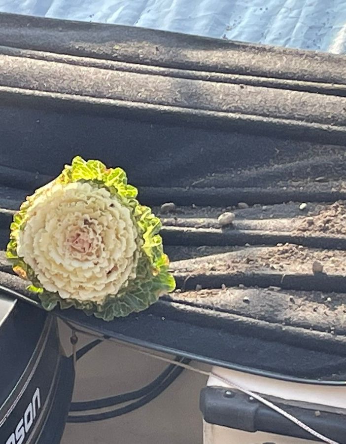 A Omegna danneggiate le aiuole di lungolago Buozzi