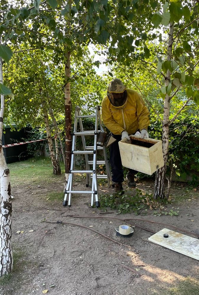 Omegna, nido di api al parco Alessi