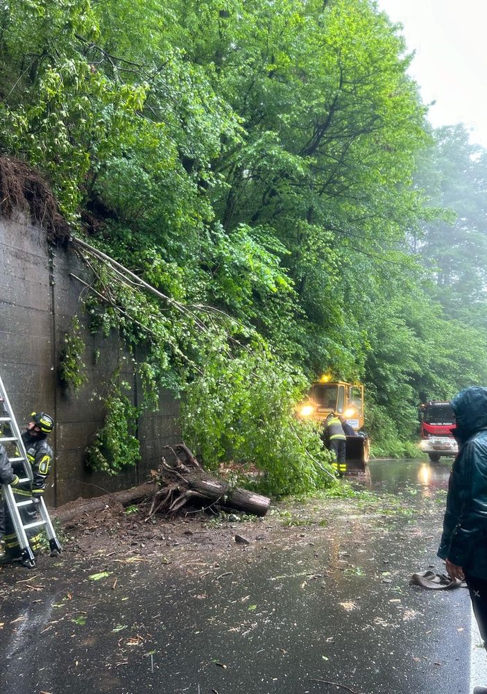 Valle Strona, pianta si abbatte sulla strada