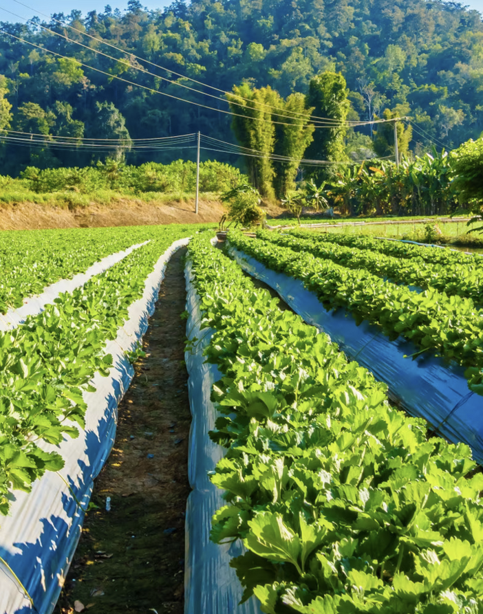 Coldiretti Piemonte: &quot;L'agricoltura sempre più colpita dal cambiamento climatico, servono interventi strutturali&quot;