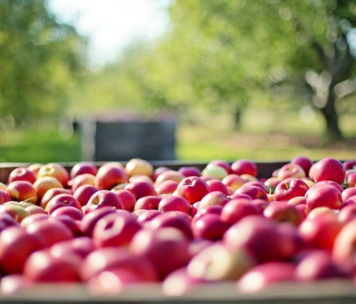 Agricoltura, dalla Regione 1,8 milioni di euro in più per la conversione al biologico