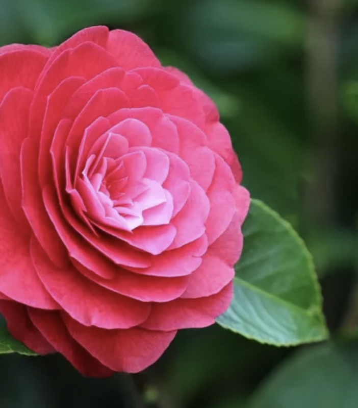 Due giorni alla scoperta della camelia sasanqua tra vivai e collezionisti