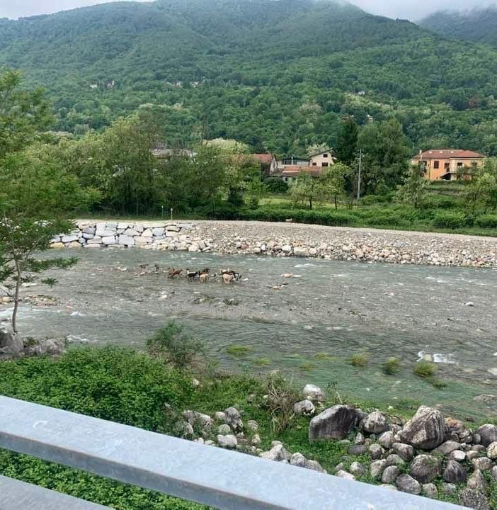 Bloccate in mezzo allo Strona, curiosa disavventura per alcune capre