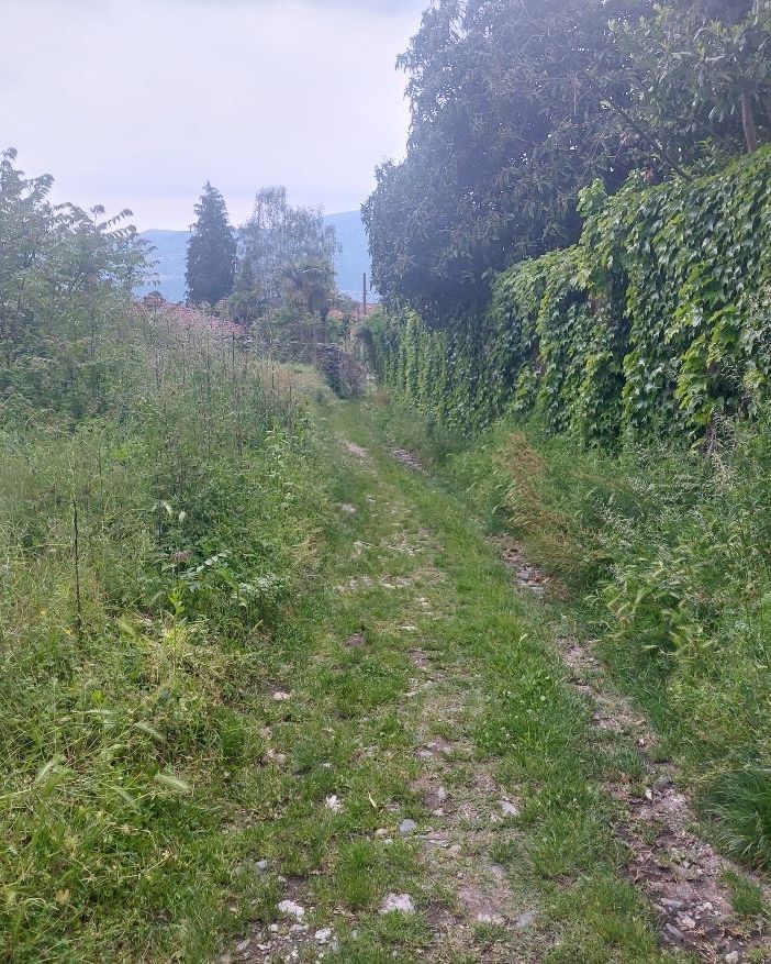 “Troppi forasacchi ad Antoliva e ogni passeggiata mette a rischio il mio cane”