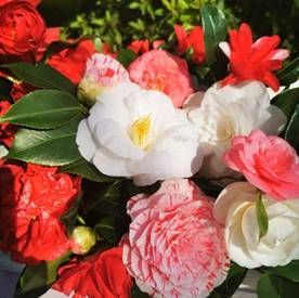 A Verbania torna la Mostra della Camelia