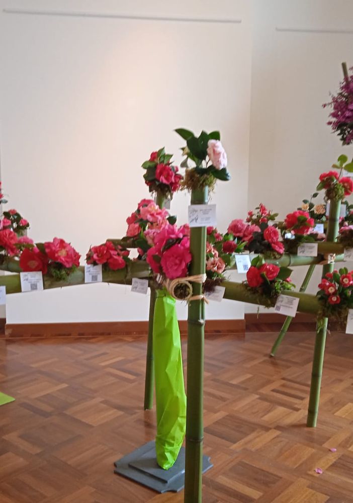 A Verbania a fine marzo torna la Mostra della Camelia